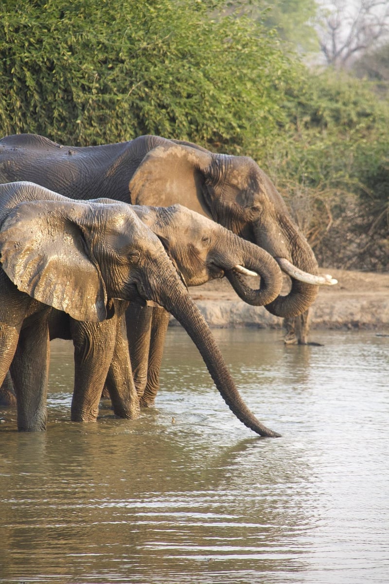Safari Encounters