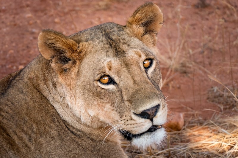 Lion Safari